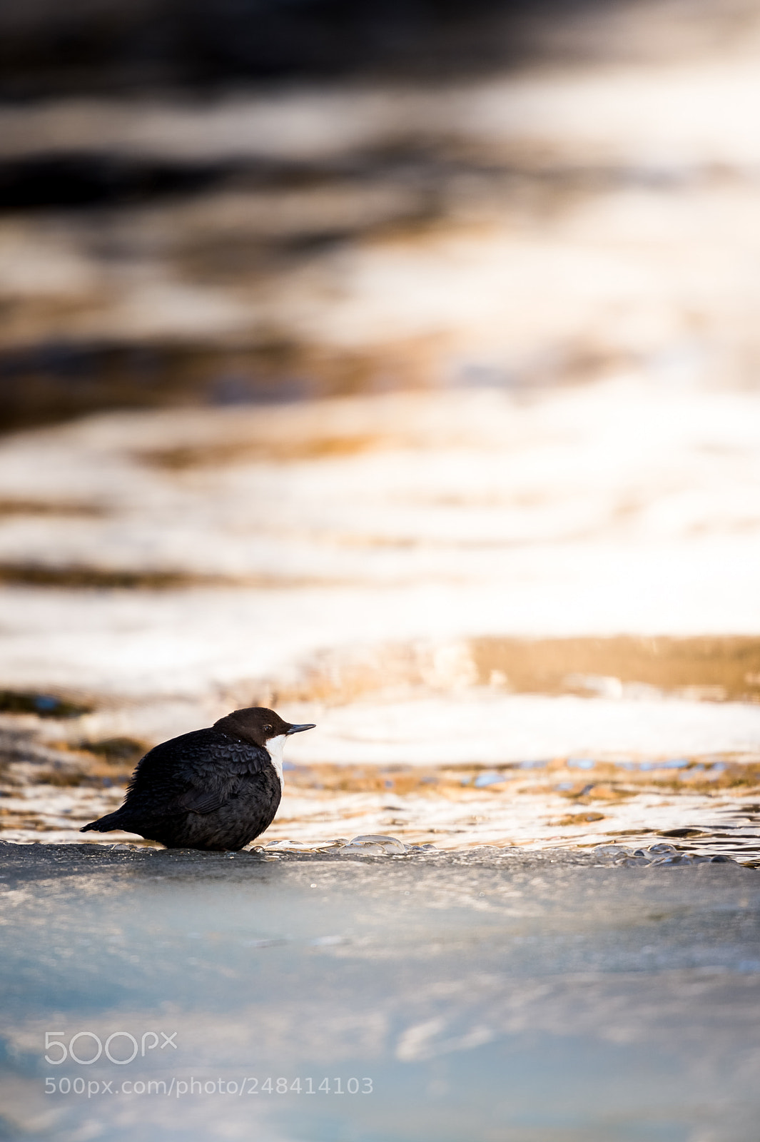 Nikon D4S sample photo. Dipper ball photography