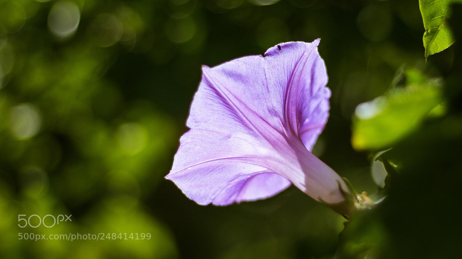 Canon EOS 600D (Rebel EOS T3i / EOS Kiss X5) sample photo. Light filtered through petals photography
