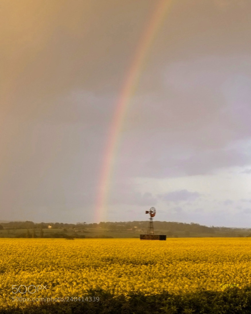 Fujifilm X-E1 sample photo. Field off gold photography