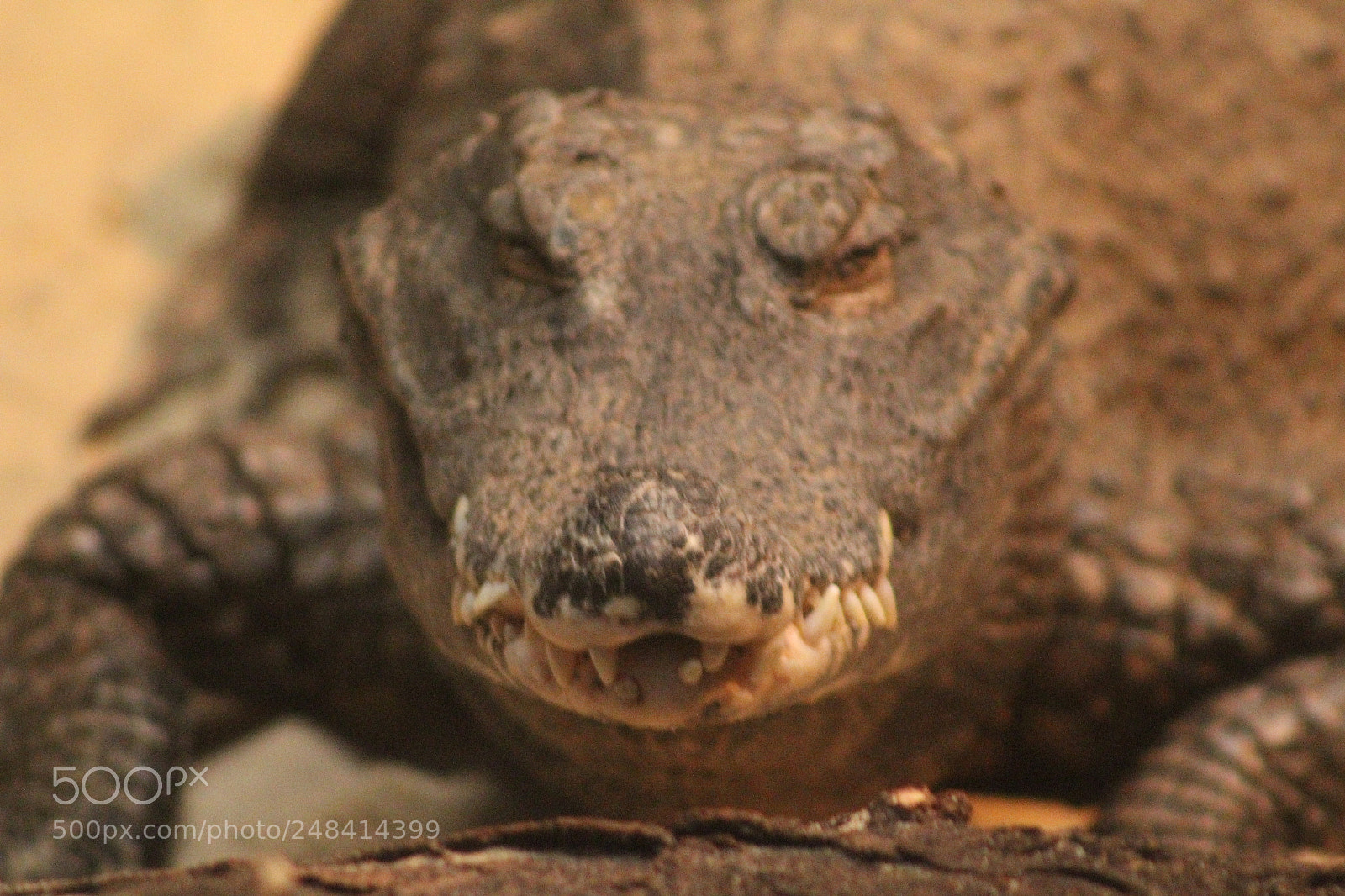Canon EF 75-300mm f/4-5.6 sample photo. Just chillaxin!!! photography