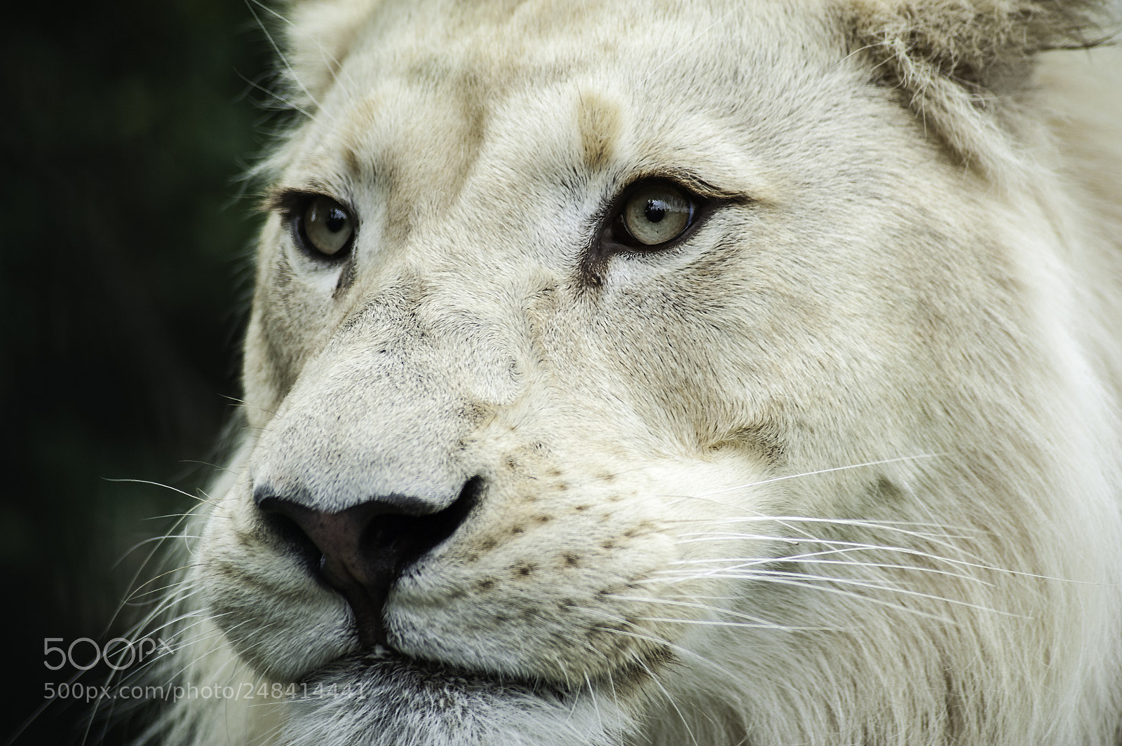 Nikon D700 sample photo. White lion photography