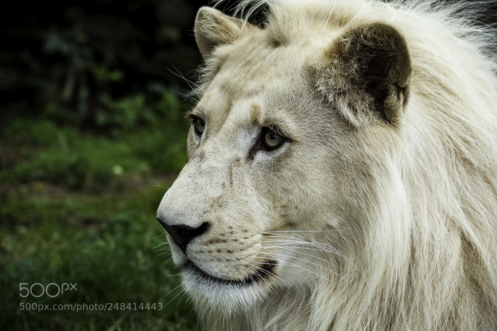 Nikon D700 sample photo. White lion photography