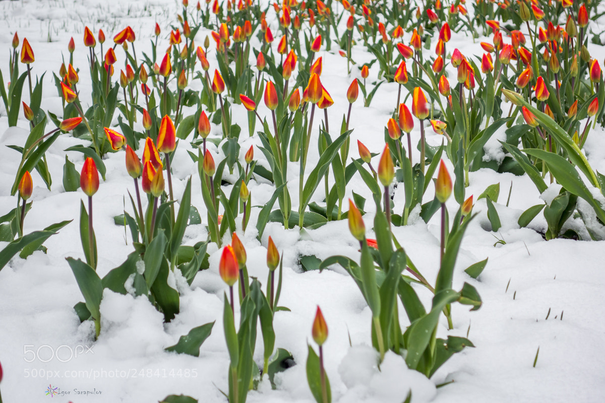 Sony Cyber-shot DSC-RX100 sample photo. Tulips in the snow photography