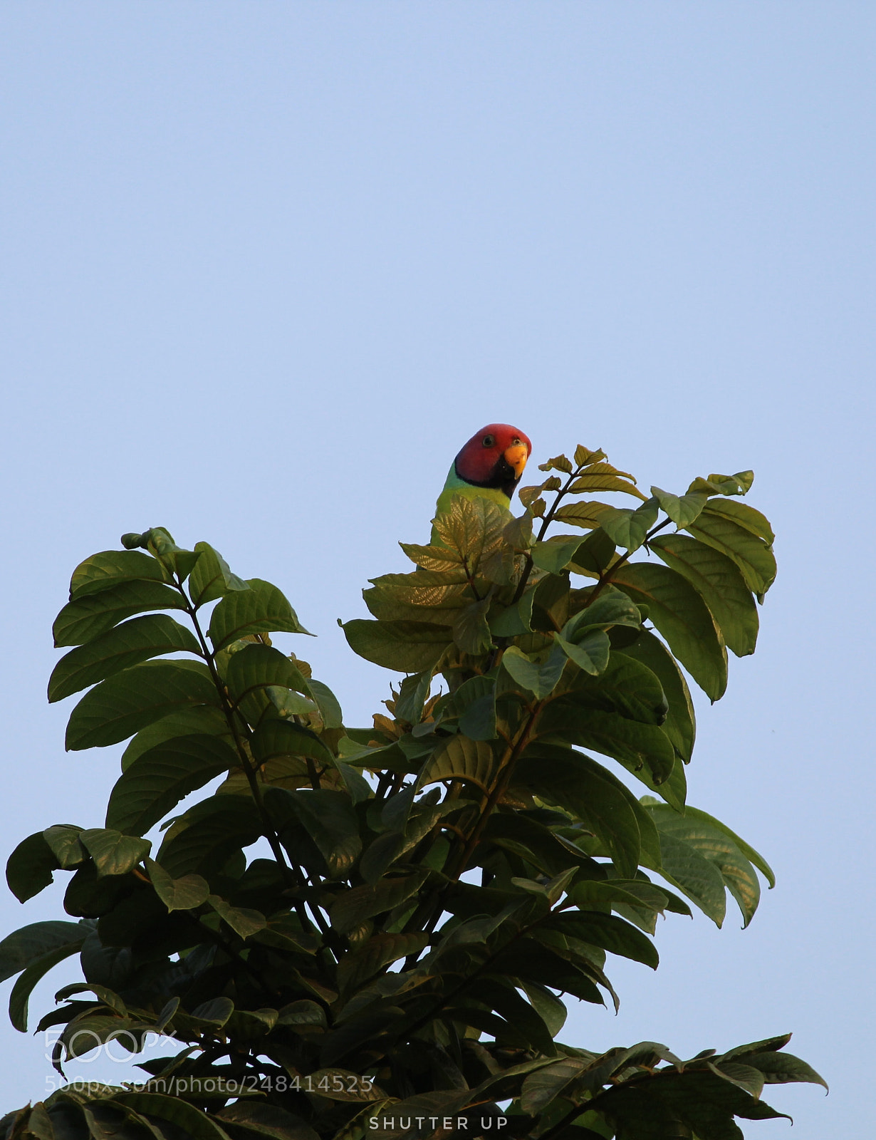 Canon EOS 1300D (EOS Rebel T6 / EOS Kiss X80) sample photo. Red headed paraneet photography