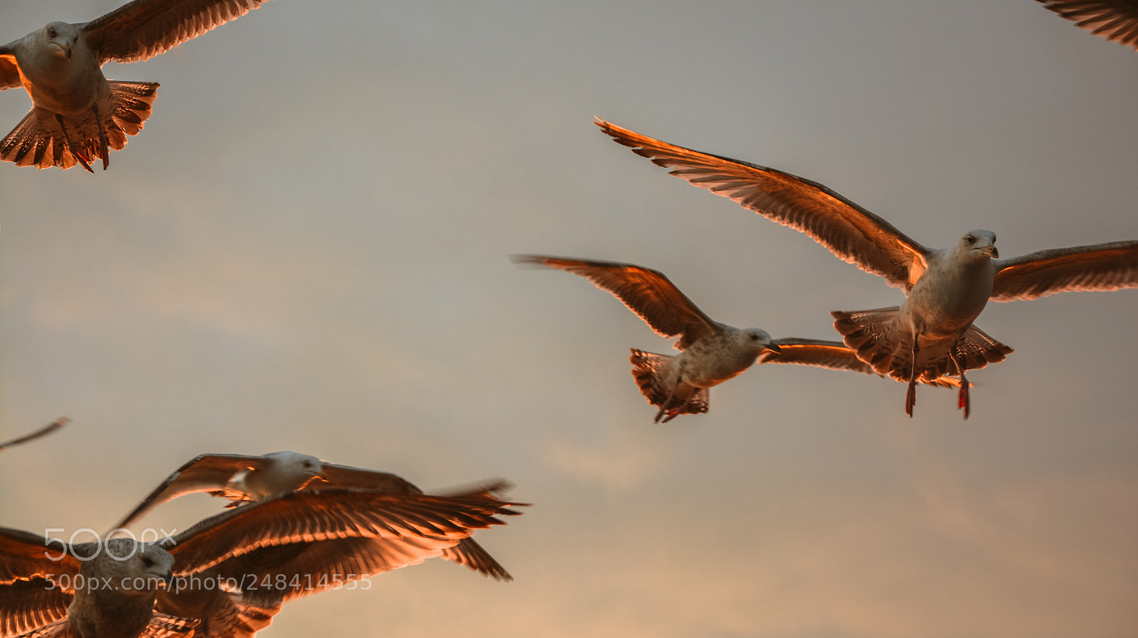 Nikon D7100 sample photo. Fly photography