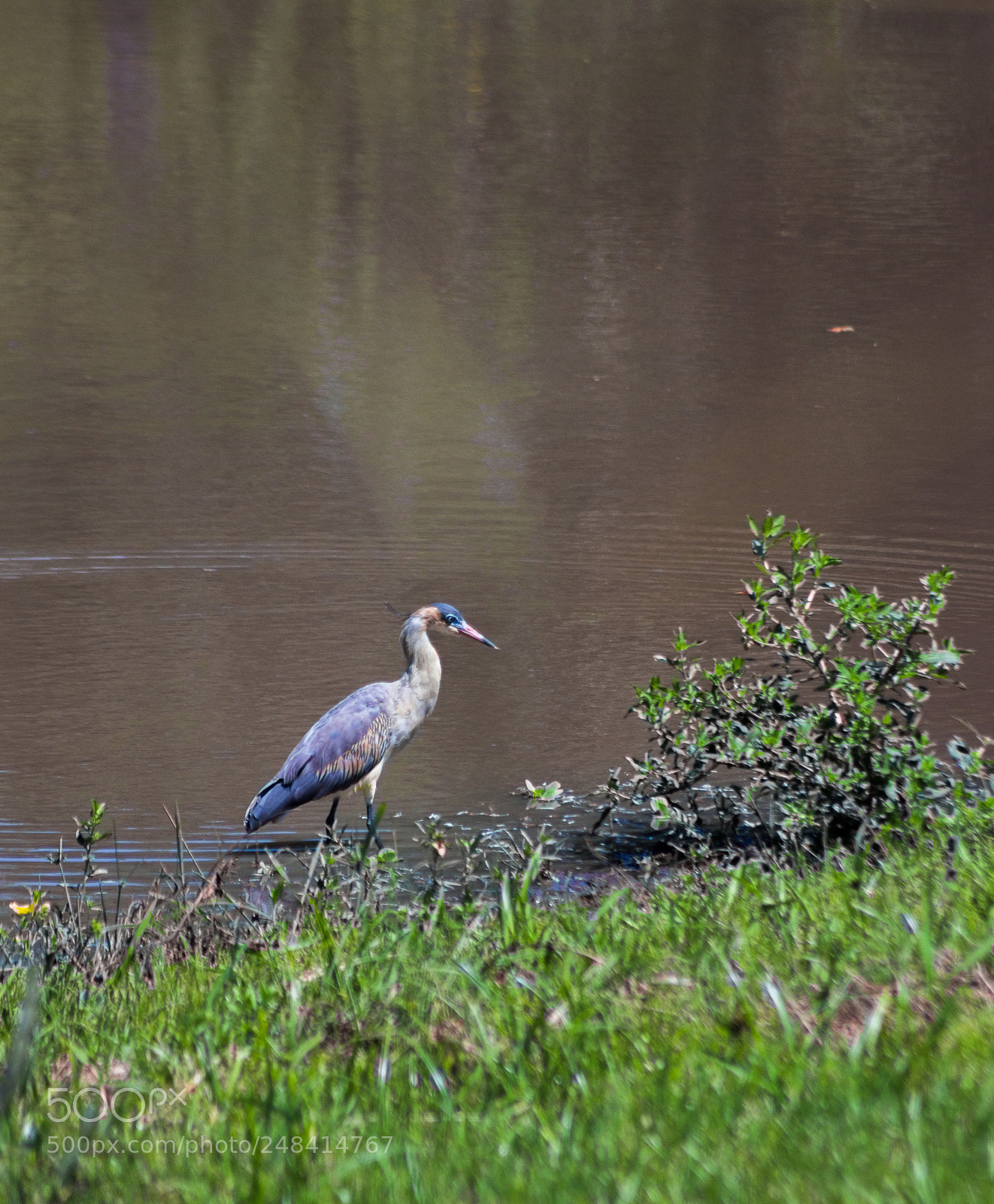 Canon EOS 600D (Rebel EOS T3i / EOS Kiss X5) sample photo. Kuarahy mimby photography