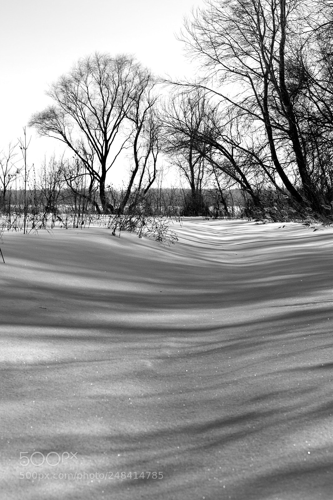 Canon EOS 450D (EOS Rebel XSi / EOS Kiss X2) sample photo. Shadows of the winter photography