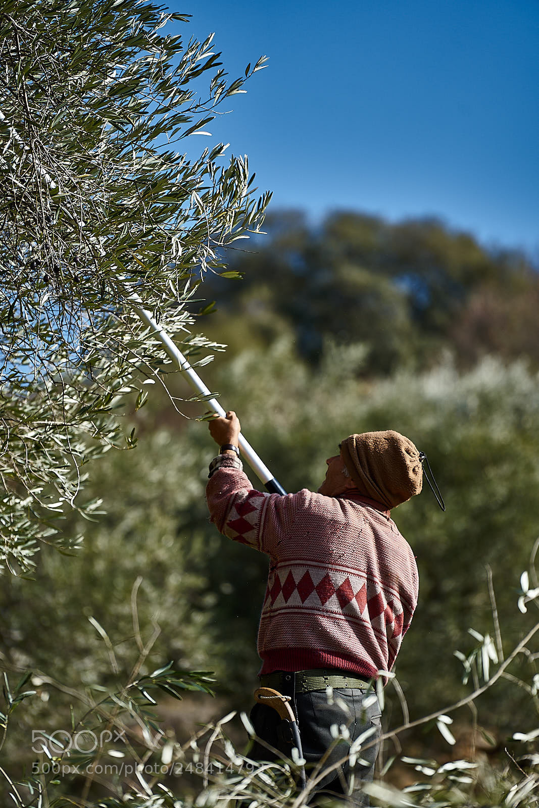 Sony a7 II sample photo. Olives photography