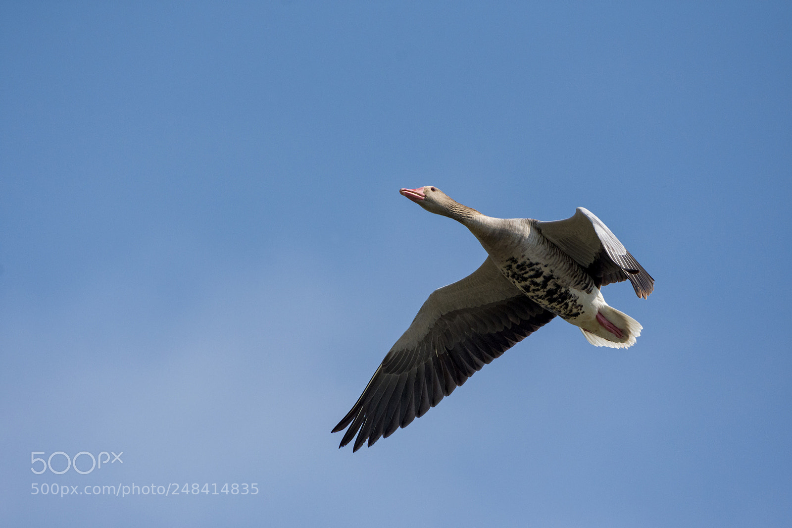 Nikon D7200 sample photo. Greylag goose photography
