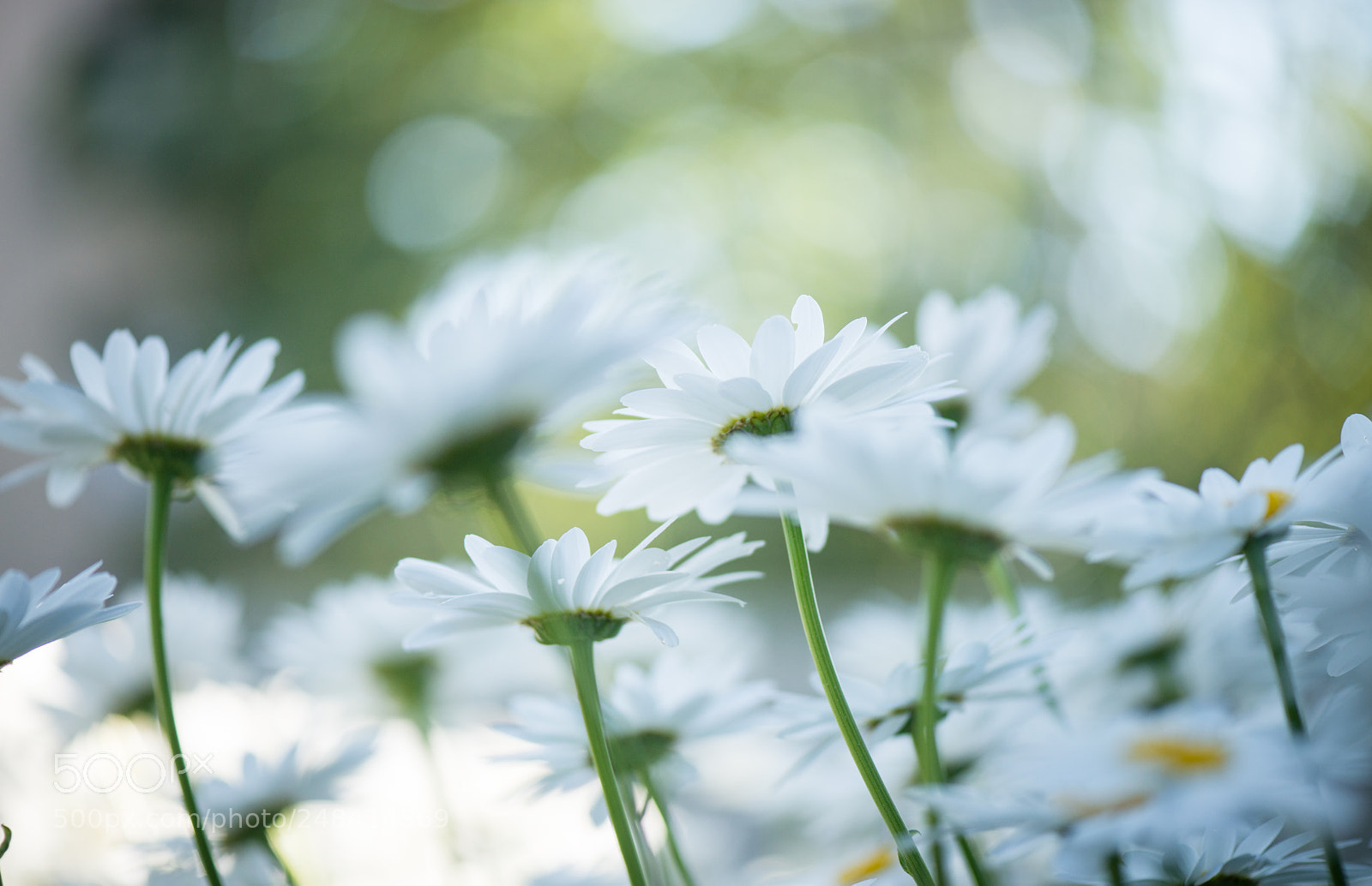 Nikon D800 sample photo. Sidewalk daisies photography