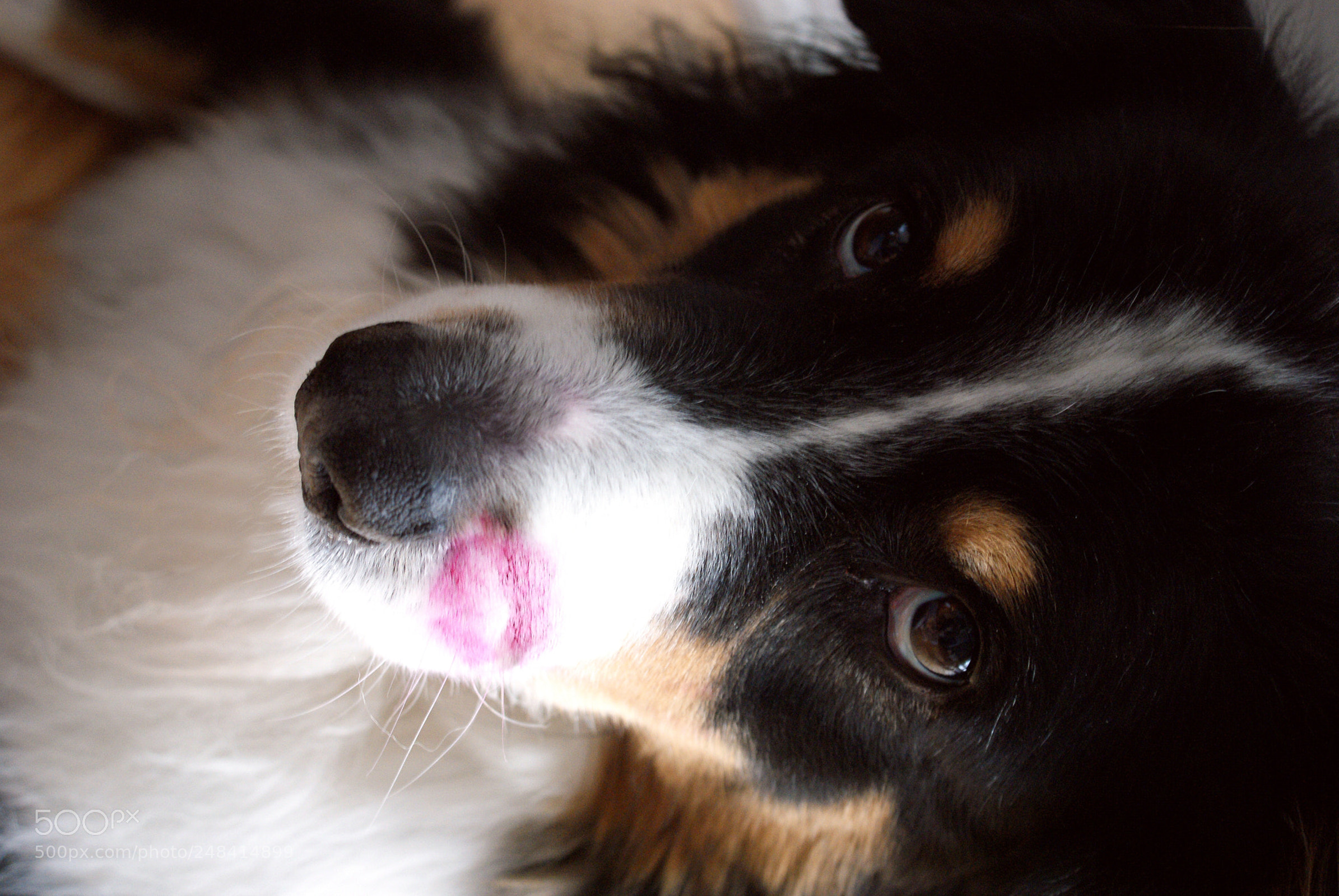 Sony DT 18-70mm F3.5-5.6 sample photo. Kiss photography