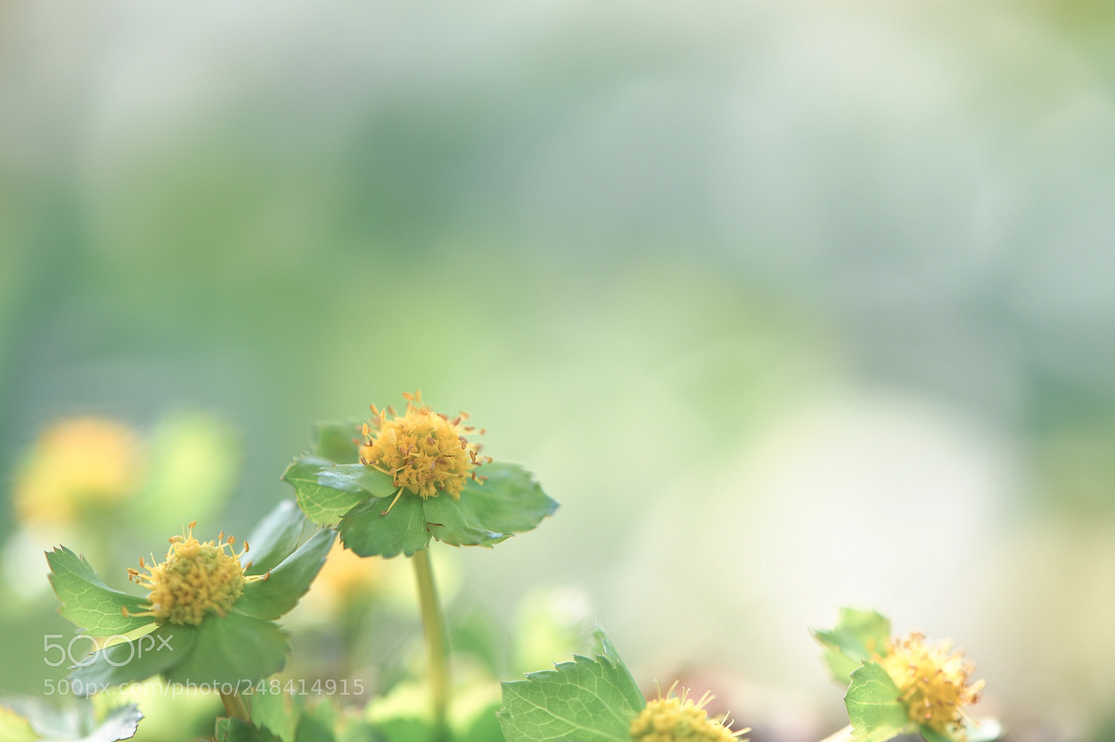Nikon D810 sample photo. Hacquetia epipactis photography