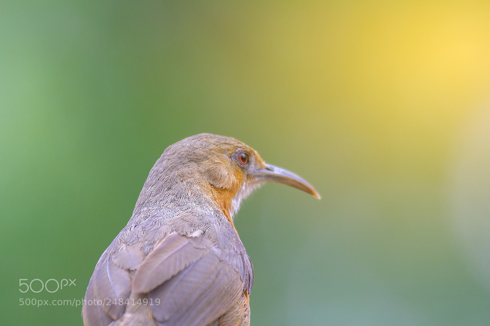 Canon EOS 60D sample photo. Rusty-cheeked scimitar babbler photography