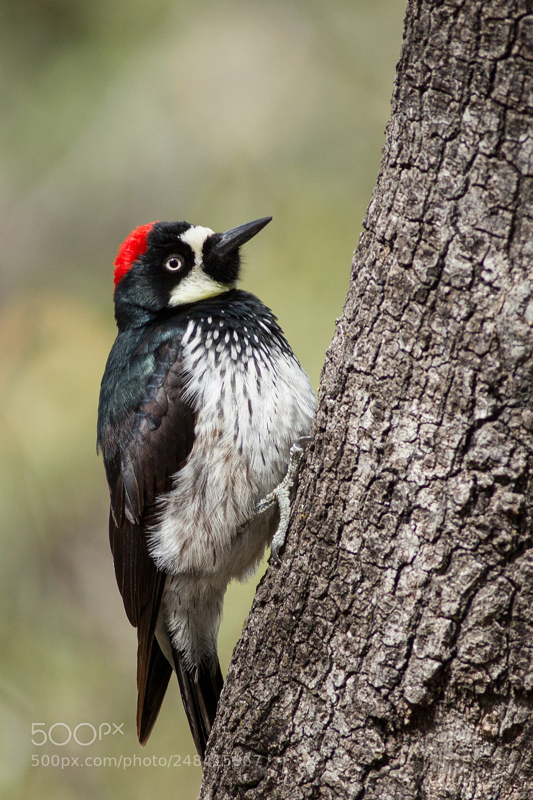 Canon EOS-1D Mark IV sample photo. Acorn woodpecker photography