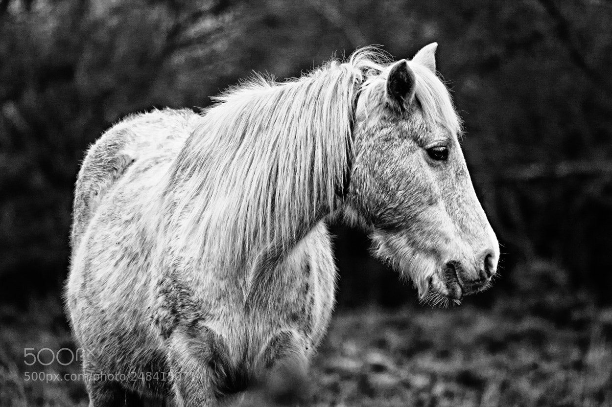 Sony Alpha DSLR-A350 sample photo. Friend photography