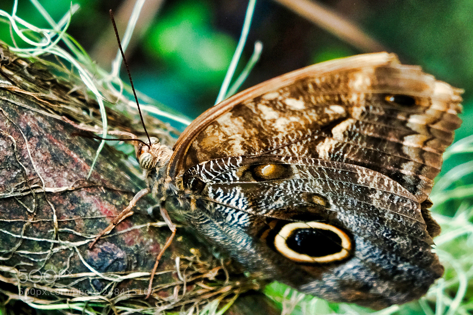 Fujifilm X-Pro2 sample photo. Butterfly photography
