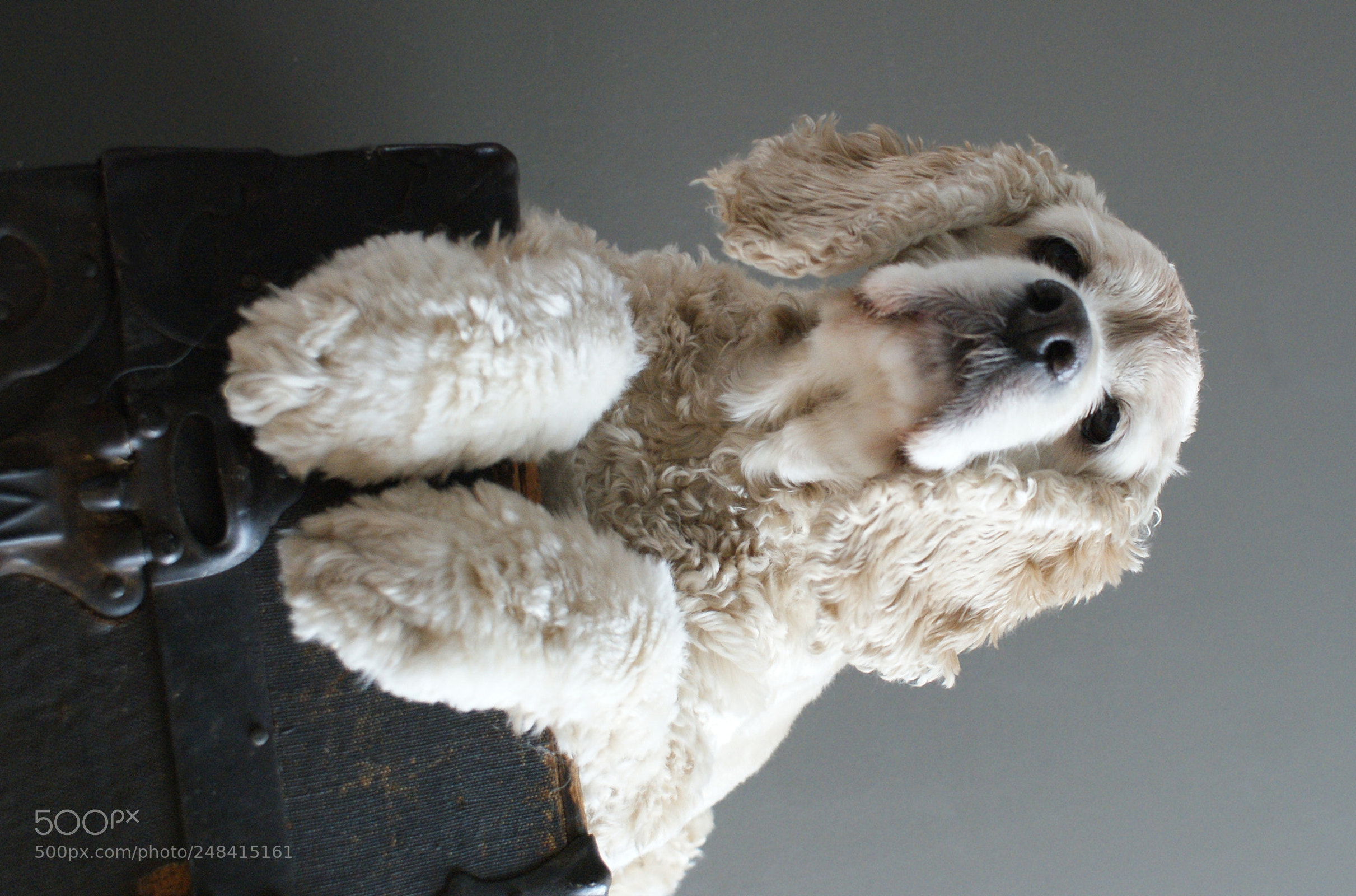 Sony DT 18-70mm F3.5-5.6 sample photo. I'm watching you... photography