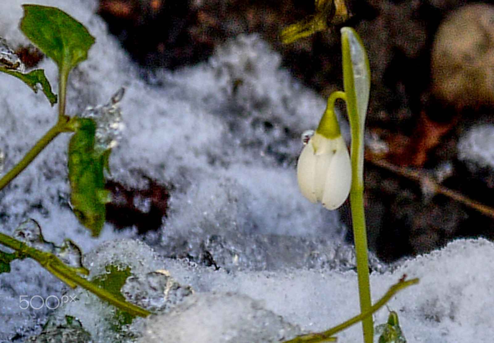 Panasonic Lumix DMC-G2 sample photo. Frozen snowdrop photography