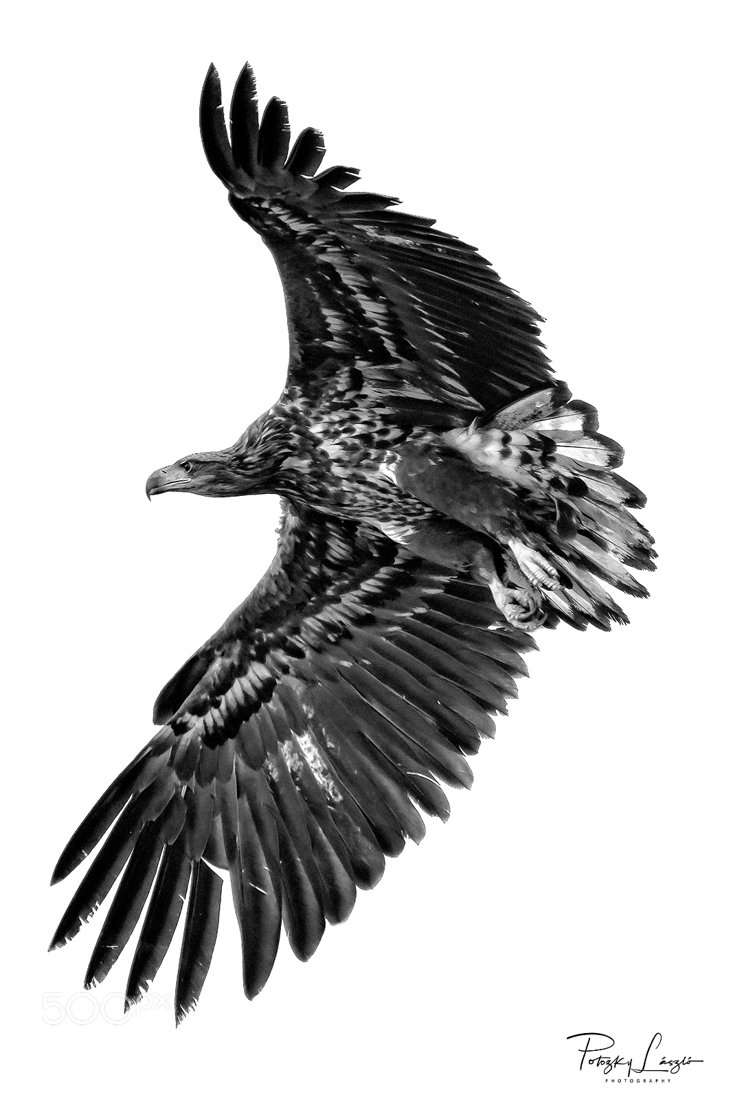 Nikon D850 sample photo. Eagle b&w photography