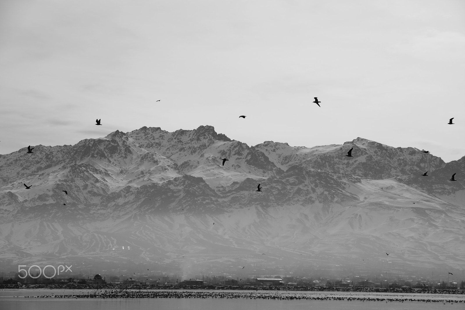 Sigma 17-70mm F2.8-4 DC Macro OS HSM | C sample photo. The bird on the ice photography