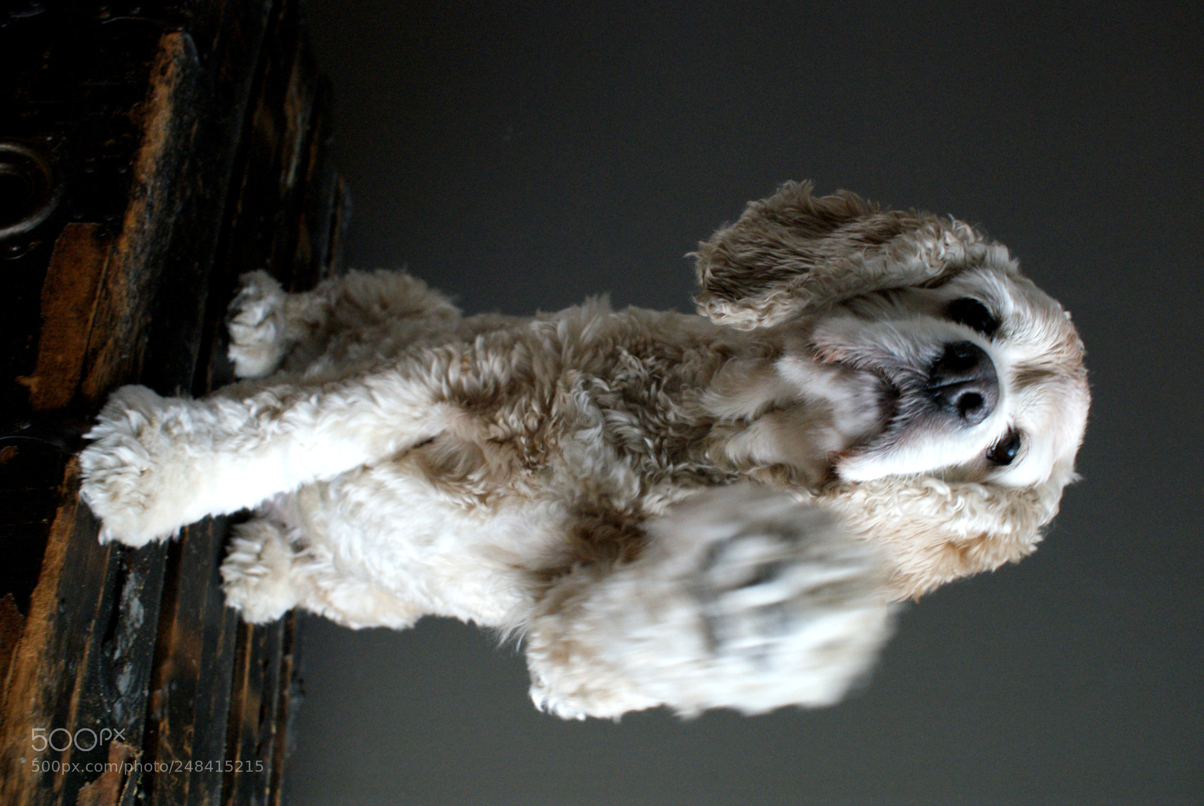 Sony DT 18-70mm F3.5-5.6 sample photo. Allô! photography