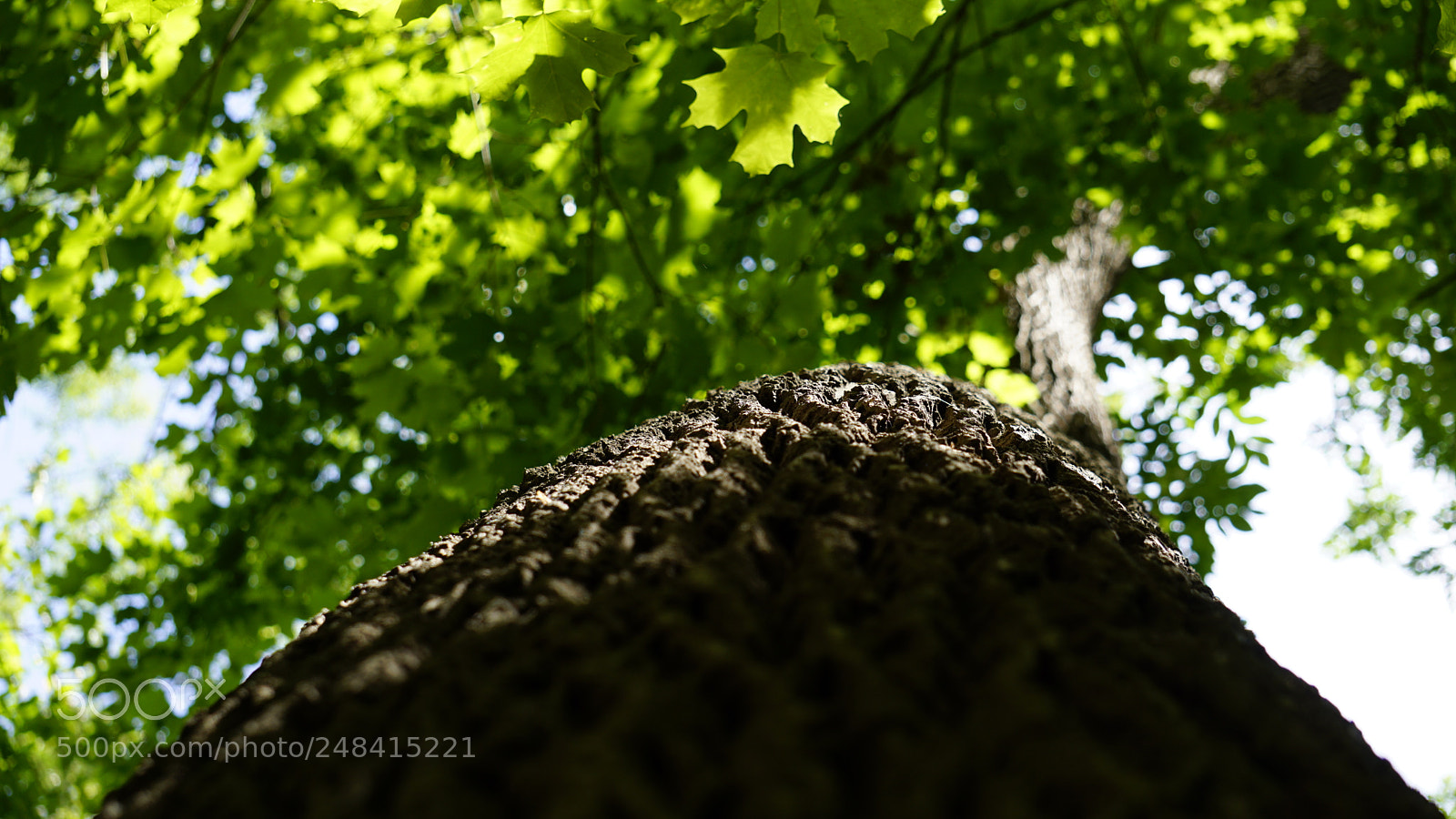 Sony a6000 sample photo. Maple tree photography