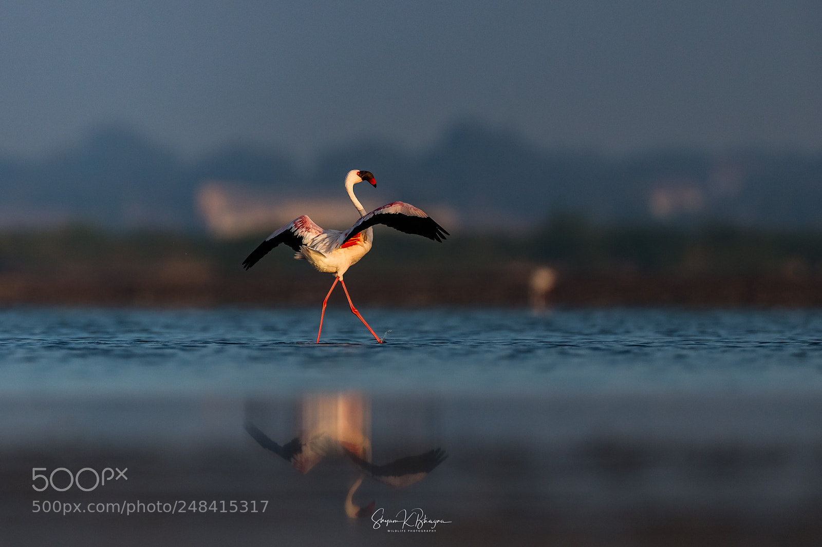 Canon EOS-1D X sample photo. Lesser flamingo photography