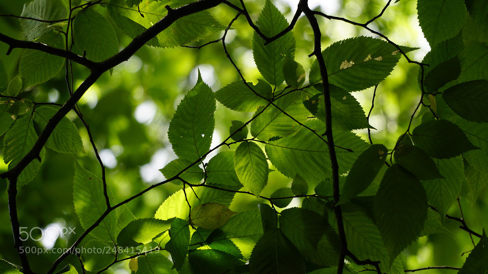 Sony a6000 sample photo. Green leaves photography
