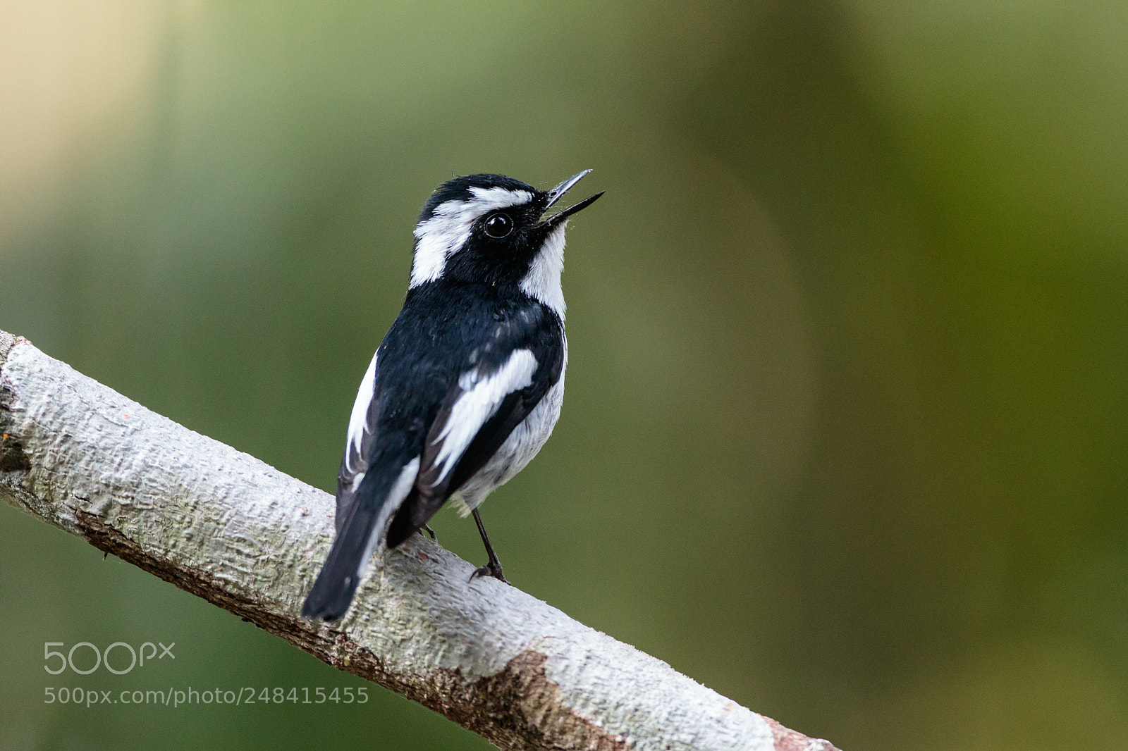 Canon EOS 7D Mark II sample photo. Little pied flycatcher photography