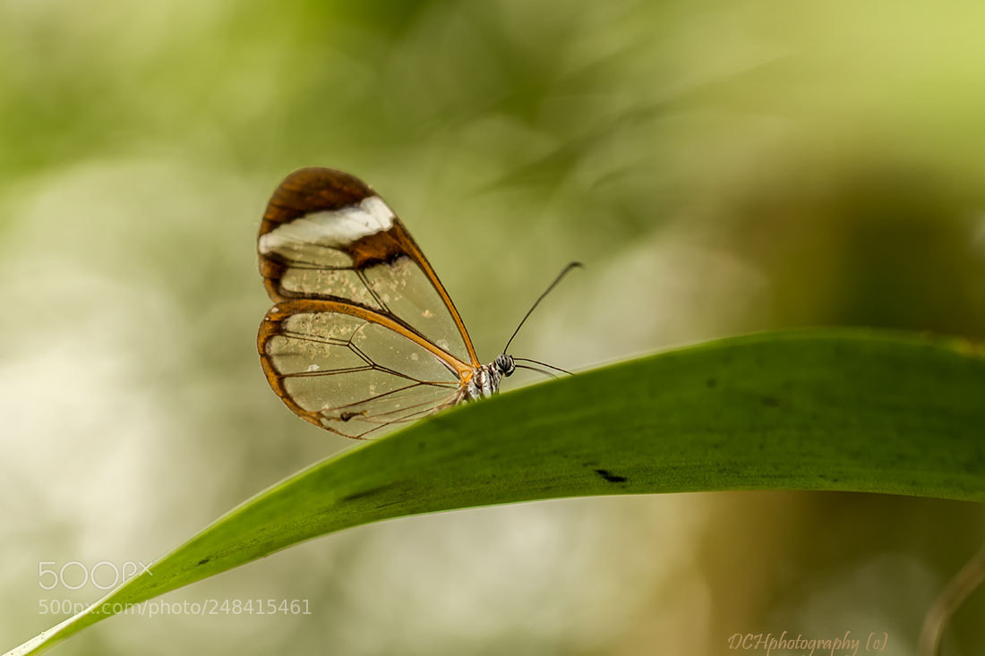 Canon EOS 650D (EOS Rebel T4i / EOS Kiss X6i) sample photo. Glass wing butterfly photography