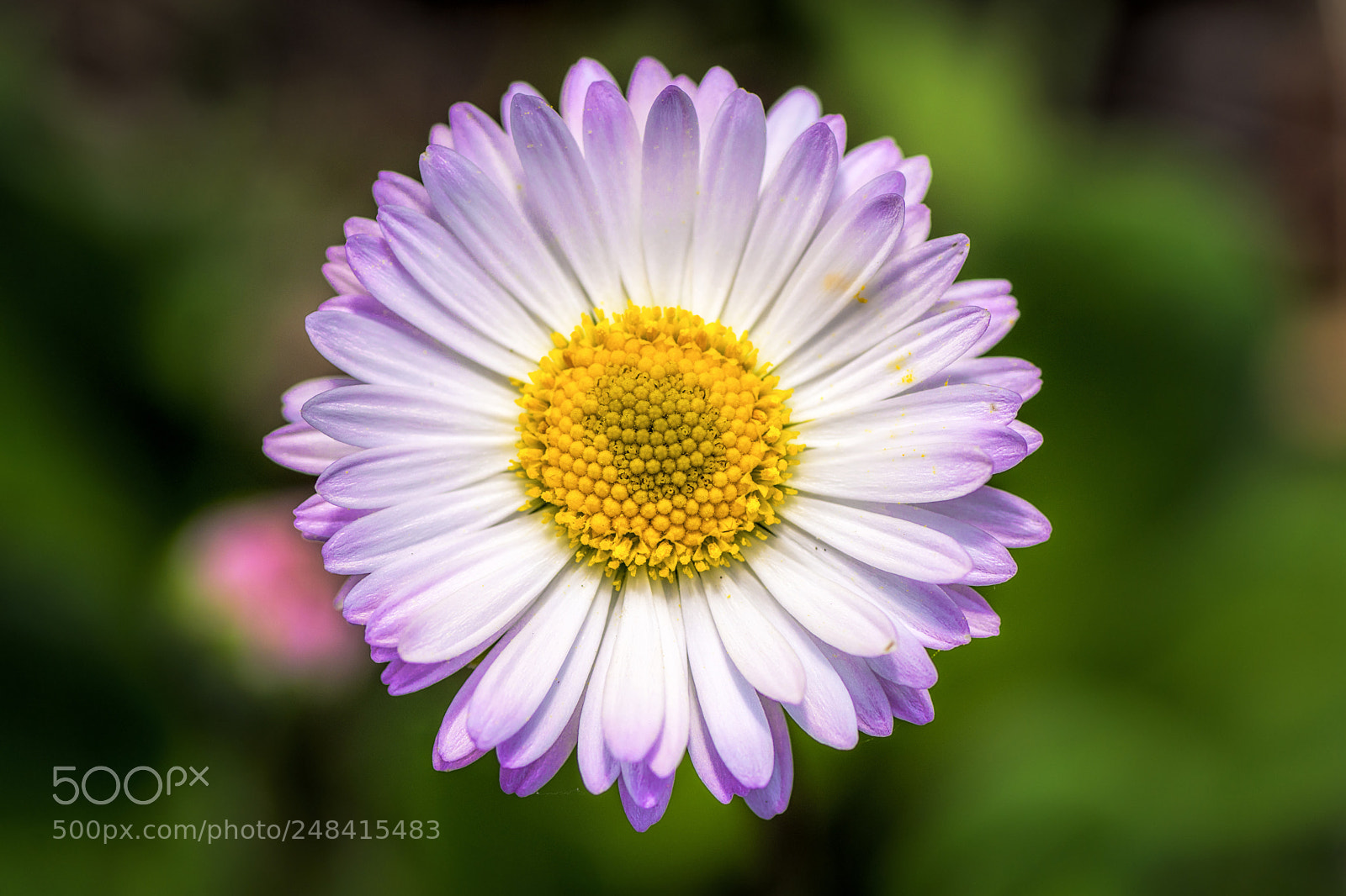 Nikon D7200 sample photo. Violet photography