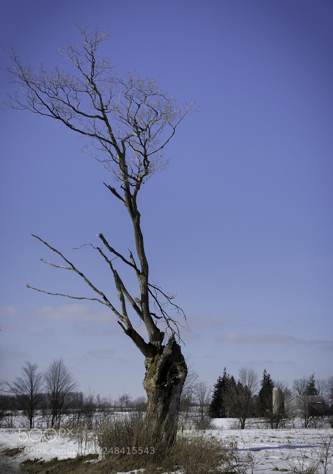 Nikon D7200 sample photo. Winter sentinel photography