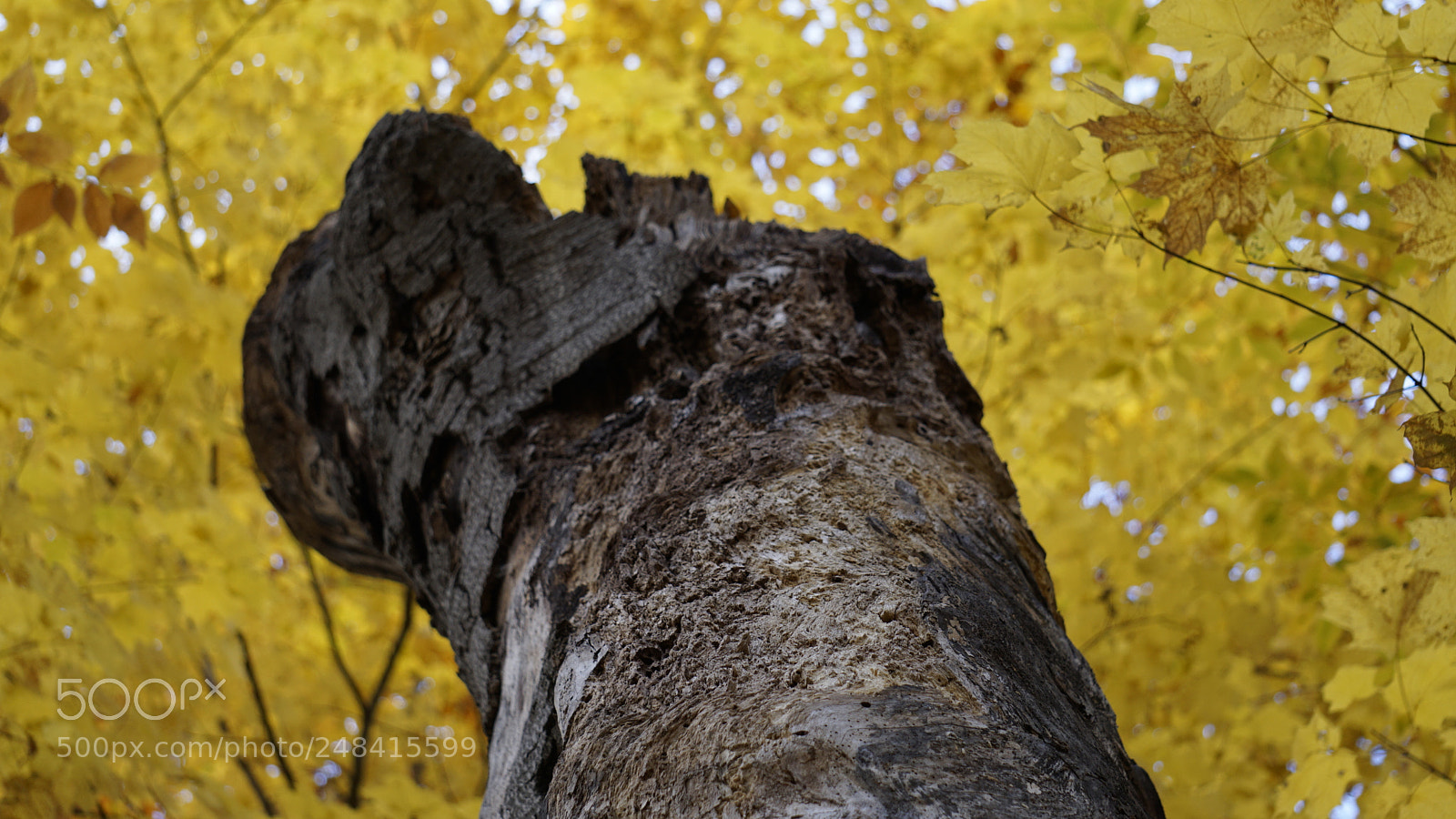Sony a6000 sample photo. Fall maple tree photography