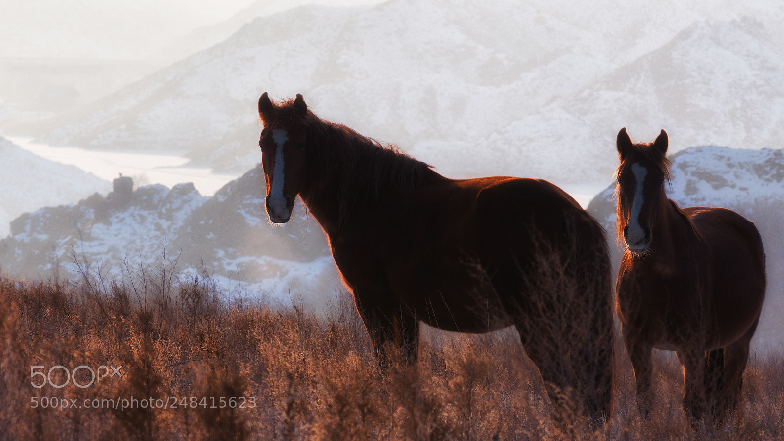 Nikon D610 sample photo. Капчагайские огненные photography
