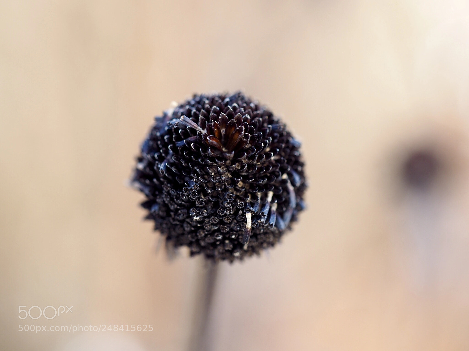 Olympus OM-D E-M10 II sample photo. Withered plant photography