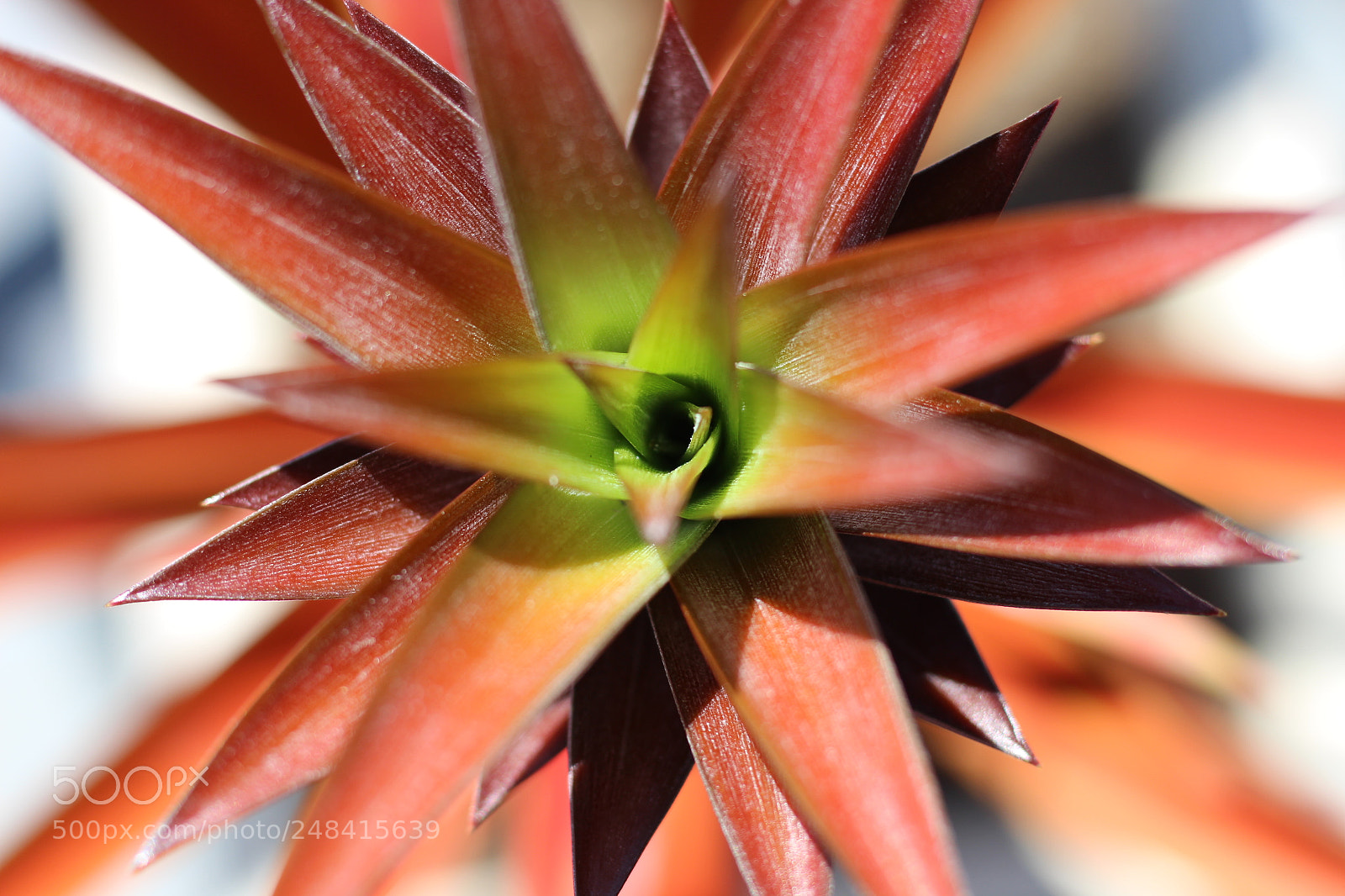 Canon EF 50mm F1.8 STM sample photo. Maturing photography