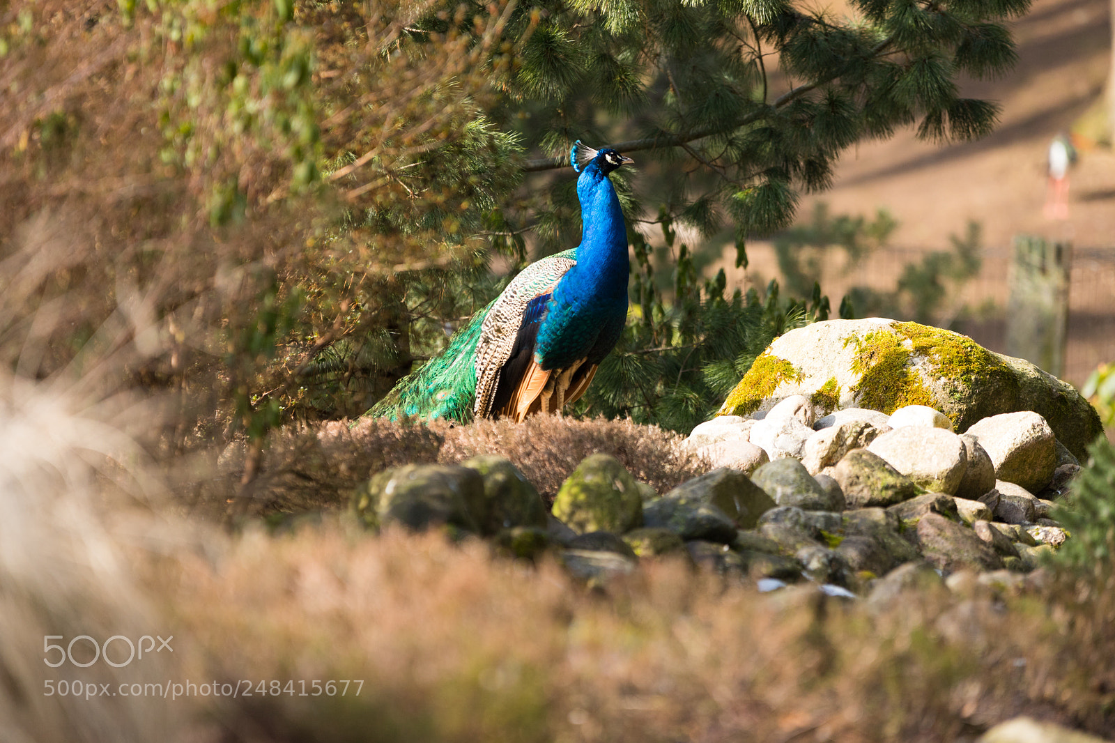Canon EOS 6D Mark II sample photo. King of the morning photography