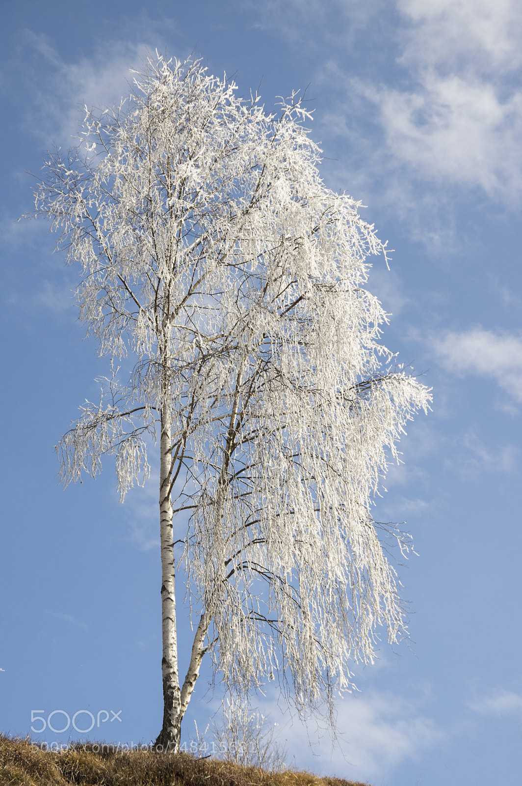 Pentax K-3 sample photo. Froen tree photography