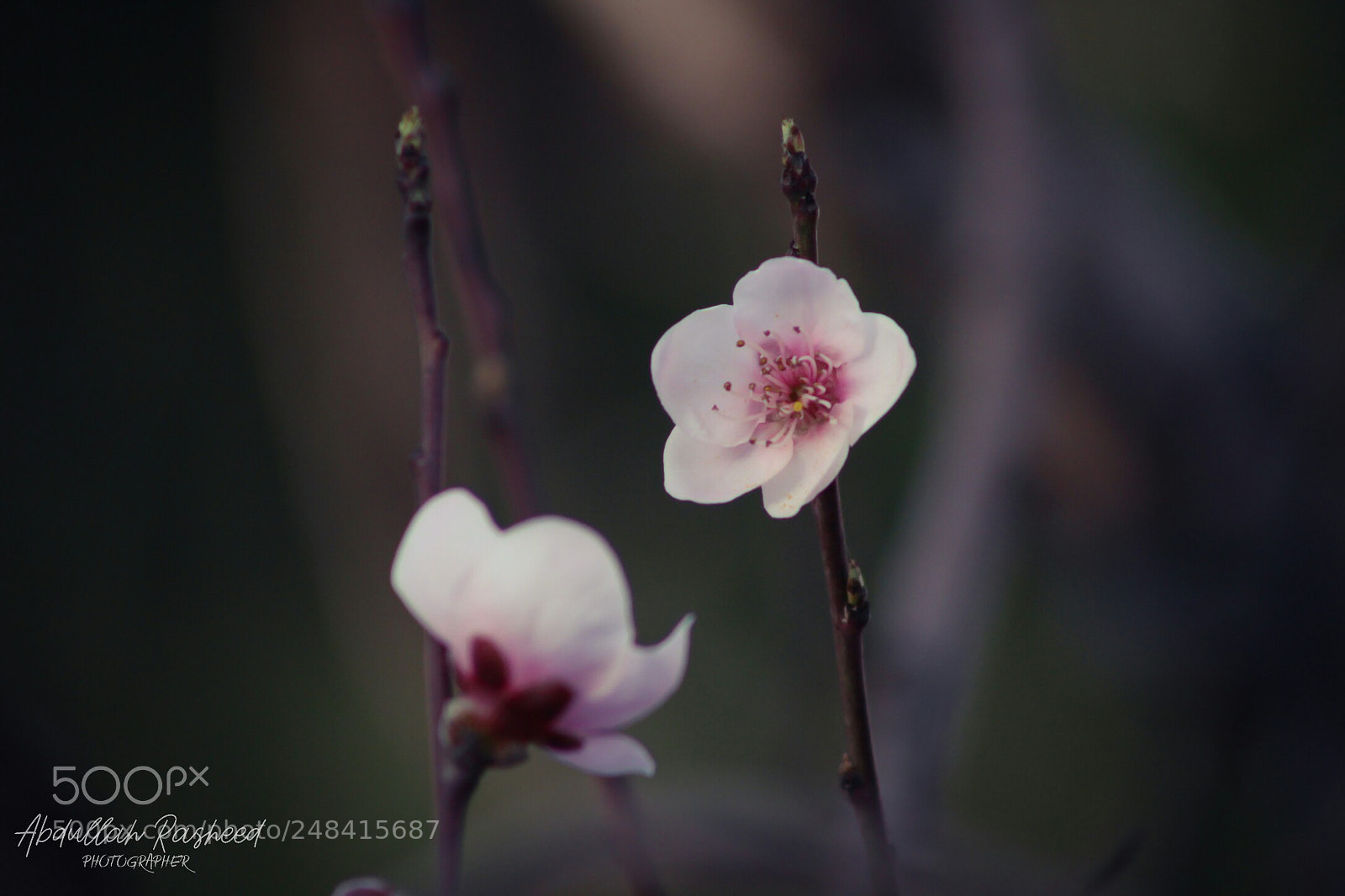 Canon EOS 700D (EOS Rebel T5i / EOS Kiss X7i) sample photo. Untitled photography
