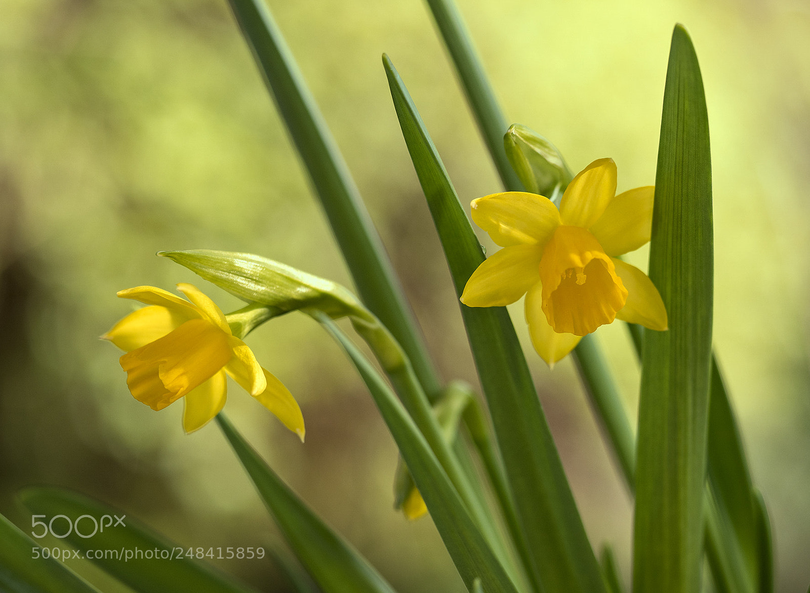 Olympus OM-D E-M5 II sample photo. Daffodils photography