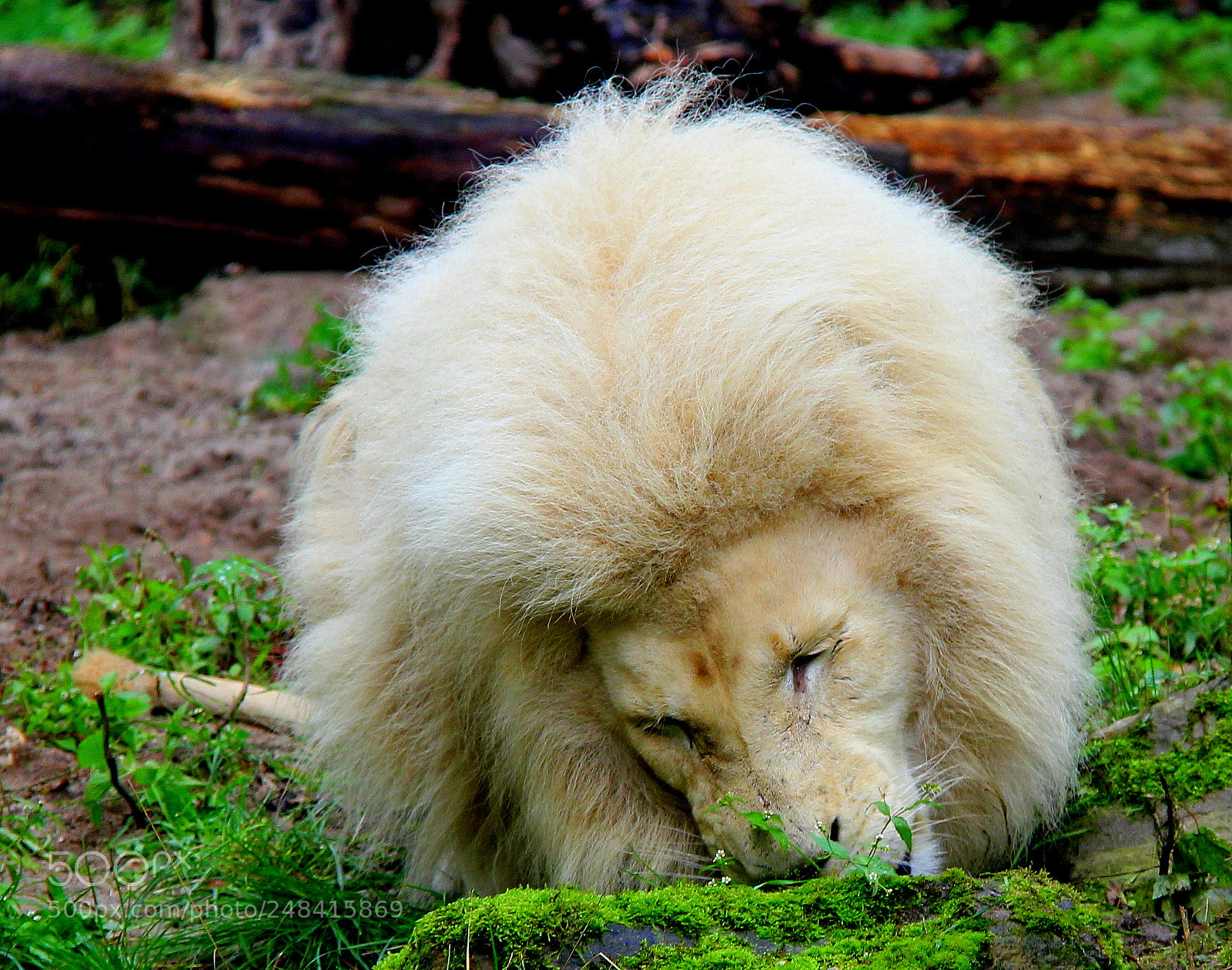 Canon EOS 550D (EOS Rebel T2i / EOS Kiss X4) sample photo. Lion photography