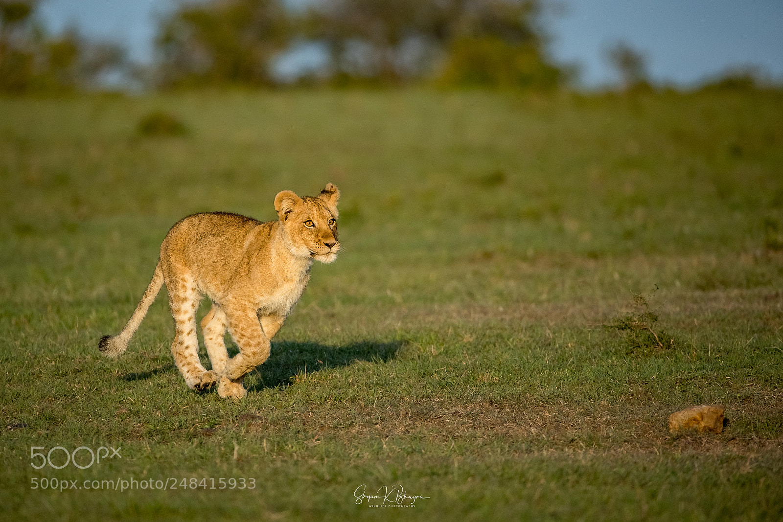 Canon EOS-1D X Mark II sample photo. Lion cub photography