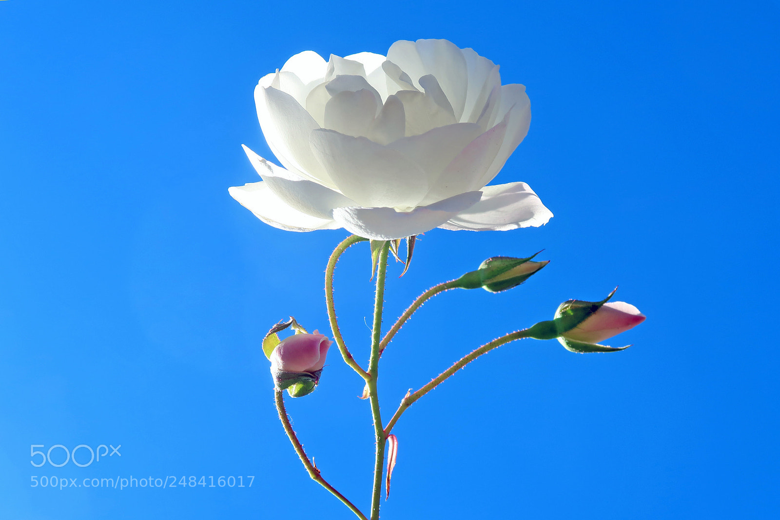 Canon PowerShot G7 X Mark II sample photo. Rose photography