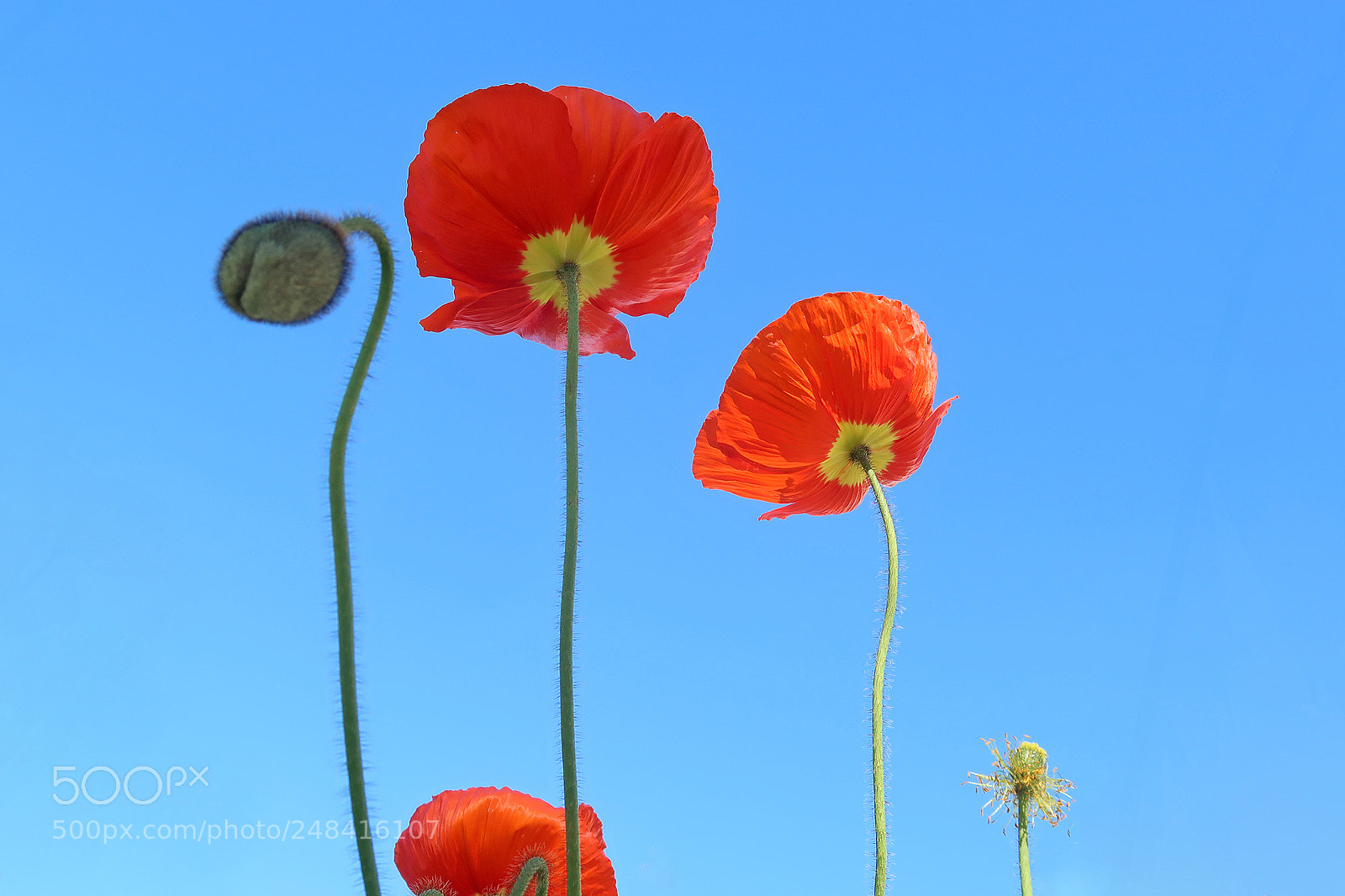 Canon PowerShot G7 X Mark II sample photo. Coin poppy photography
