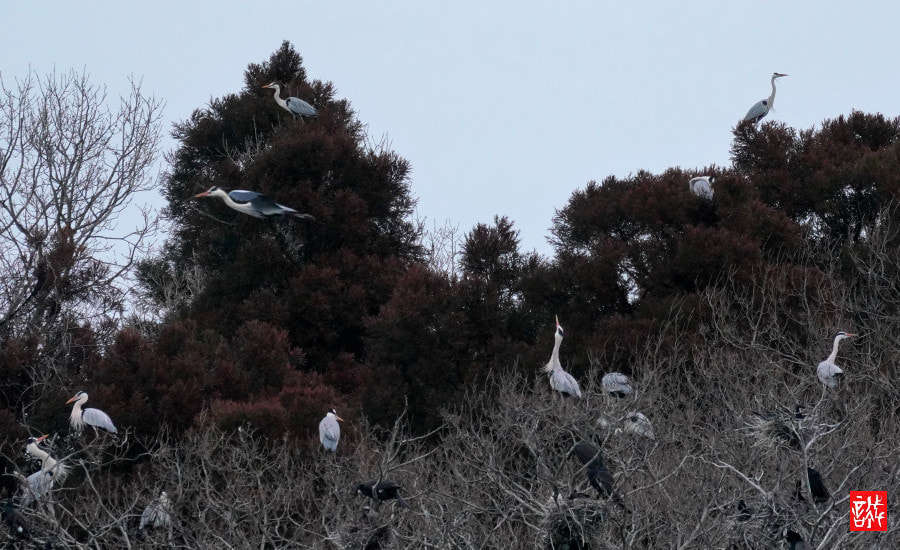 Sony FE 70-300mm F4.5-5.6 G OSS sample photo. Hawthorns 0306 photography
