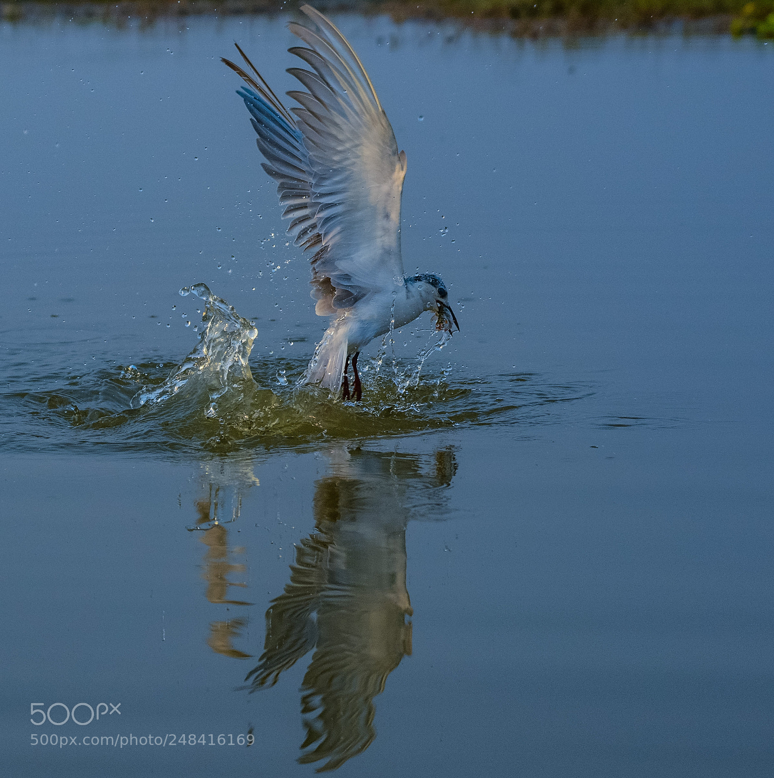 Nikon D7100 sample photo. Whiskered tern photography