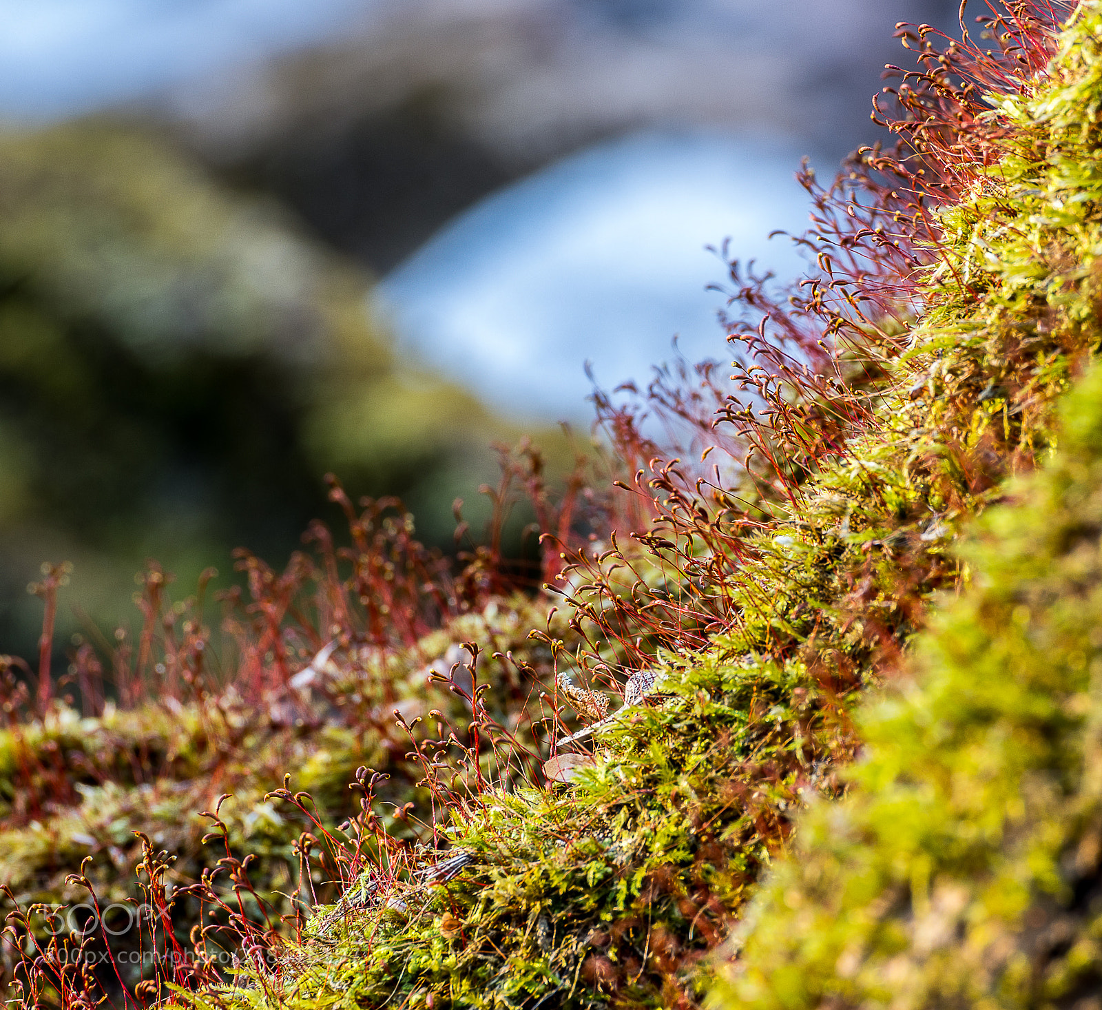 Nikon D500 sample photo. Moss photography
