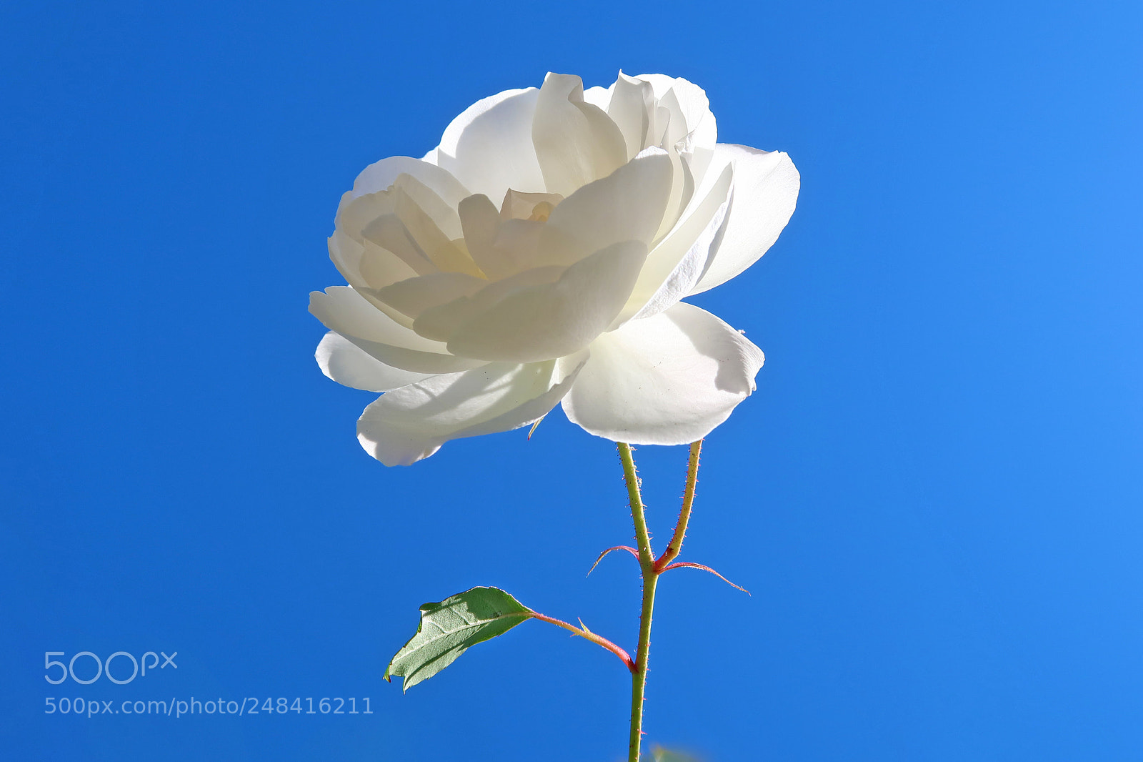 Canon PowerShot G7 X Mark II sample photo. Rose photography