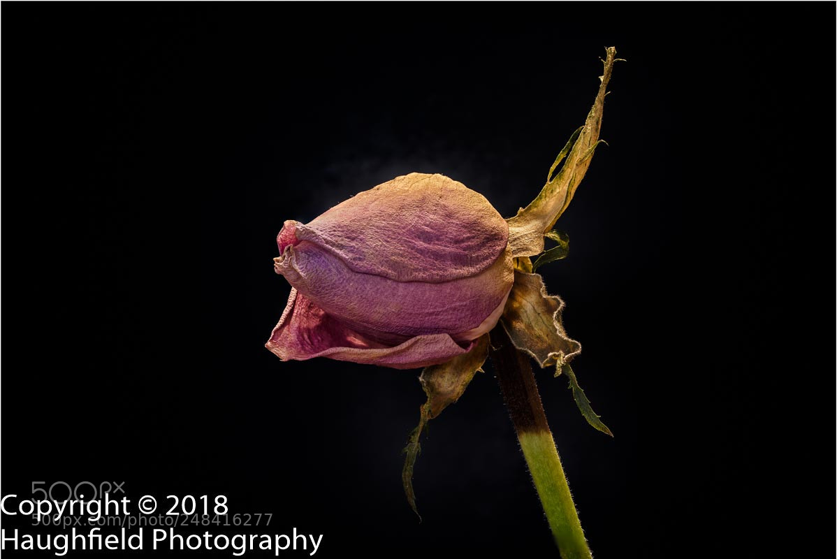 Sony a7R sample photo. Withering rose photography