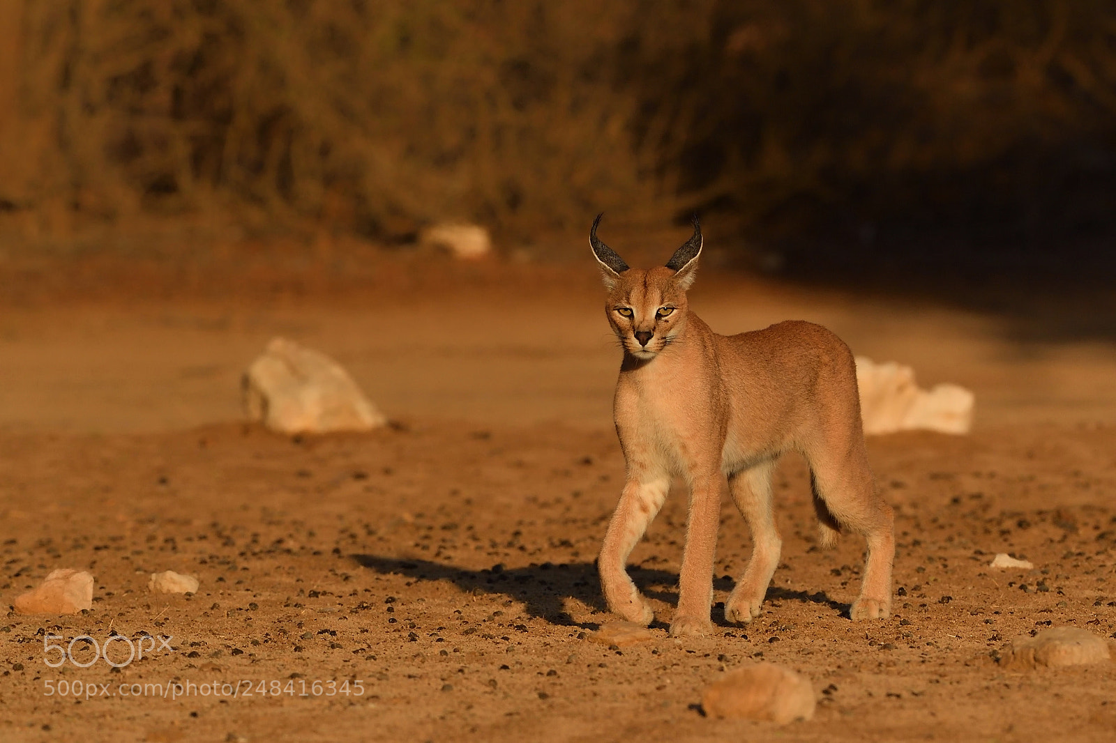 Nikon D5 sample photo. Caracal photography